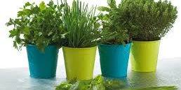 plante aromitique