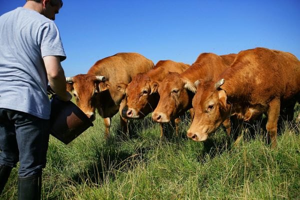 éleveur et troupeau de vaches