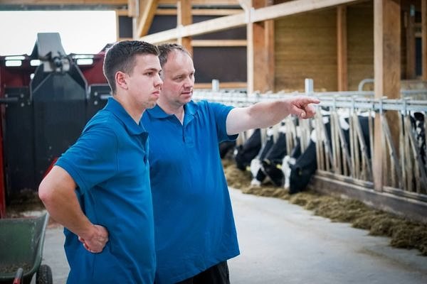 Landwirt berät sich im Rindviehstall mit seinem Hofnachfolger